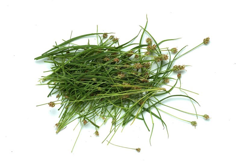 Plant species from the plantain genus