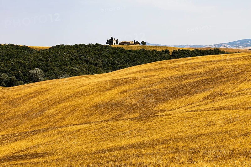 Cornfield in front of harvest