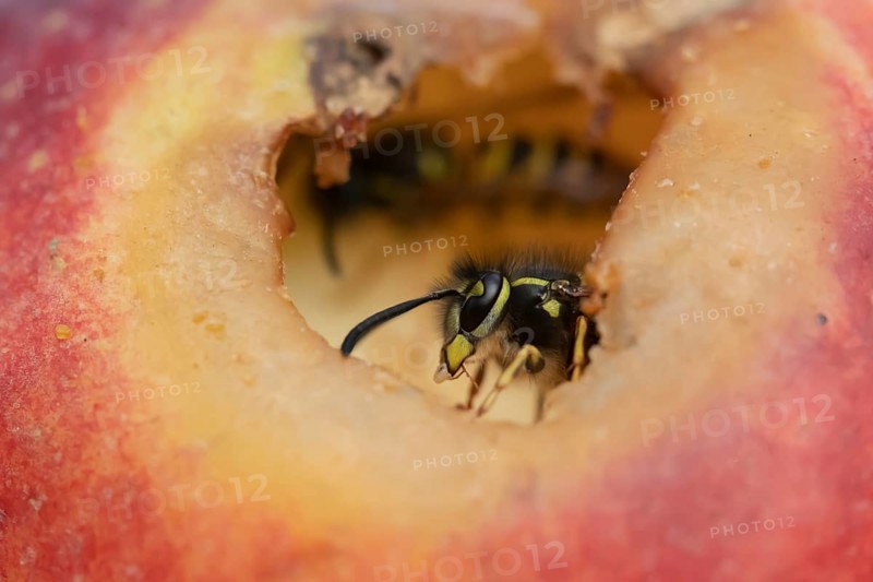 Common wasp