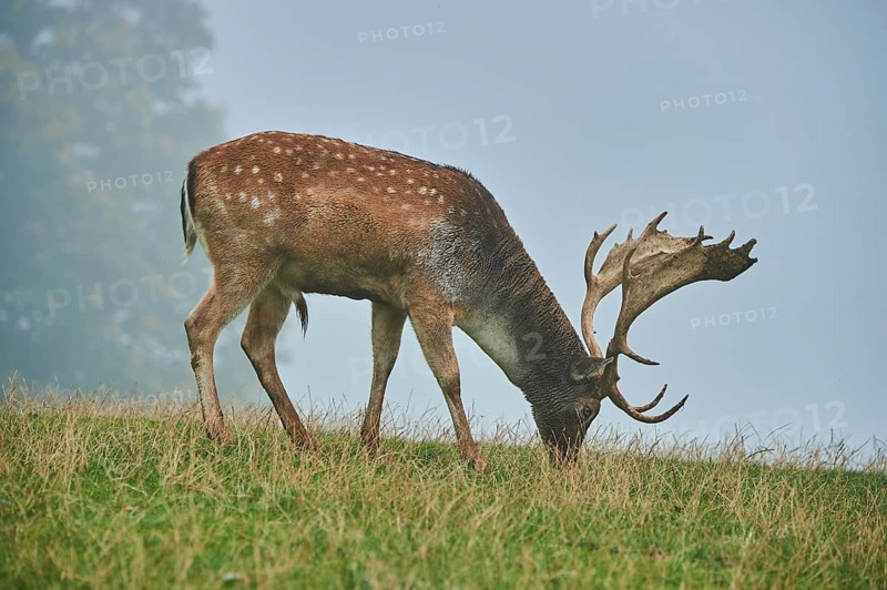 Damhirsch