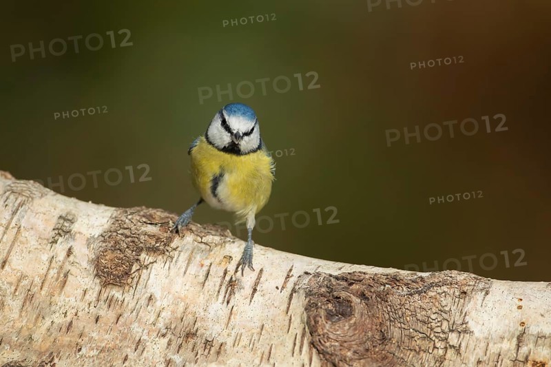 Blue tit
