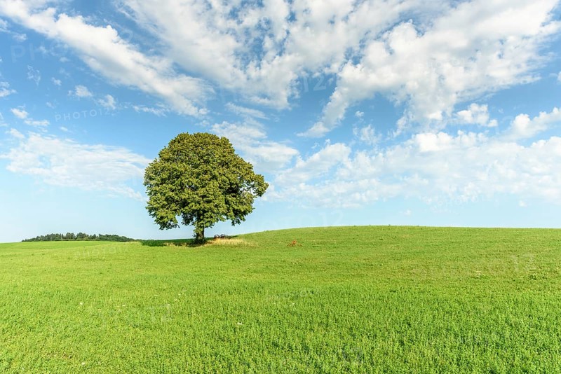 Lone basswood tree on a hill in the landscape. Jura