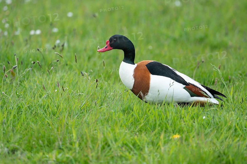 Common shelduck