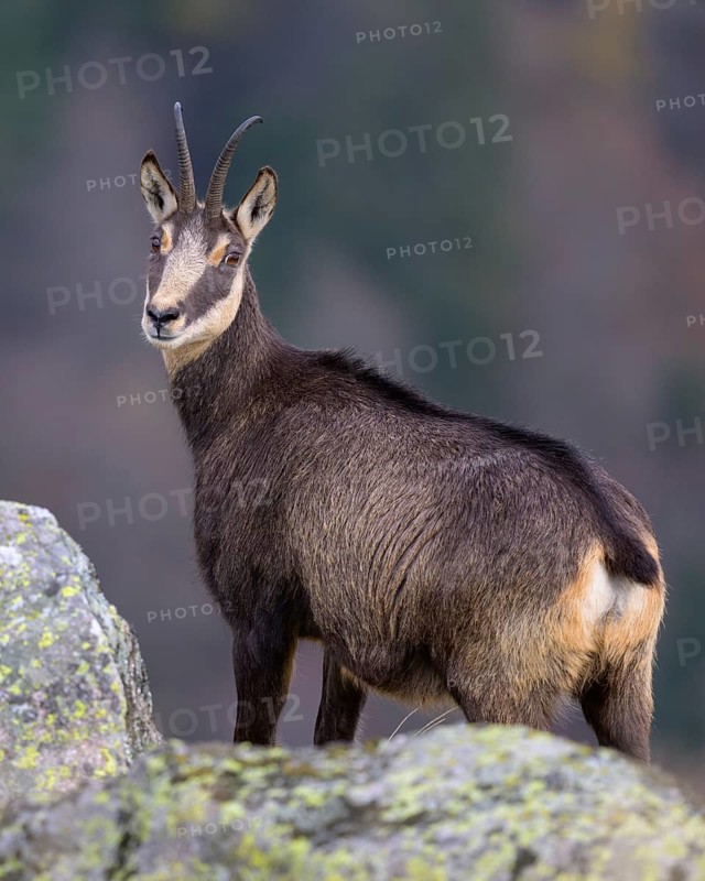 Chamois