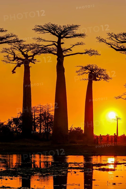 Backlight of the Avenue de Baobabs at sunset near Morondavia