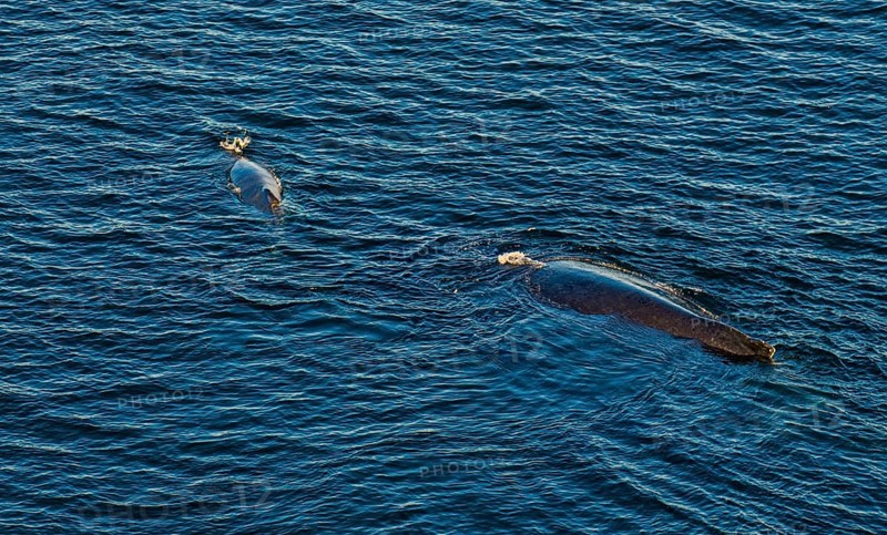 Aerial of a humpback whale