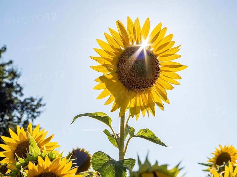 Sunflower