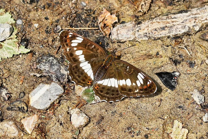 Map butterfly