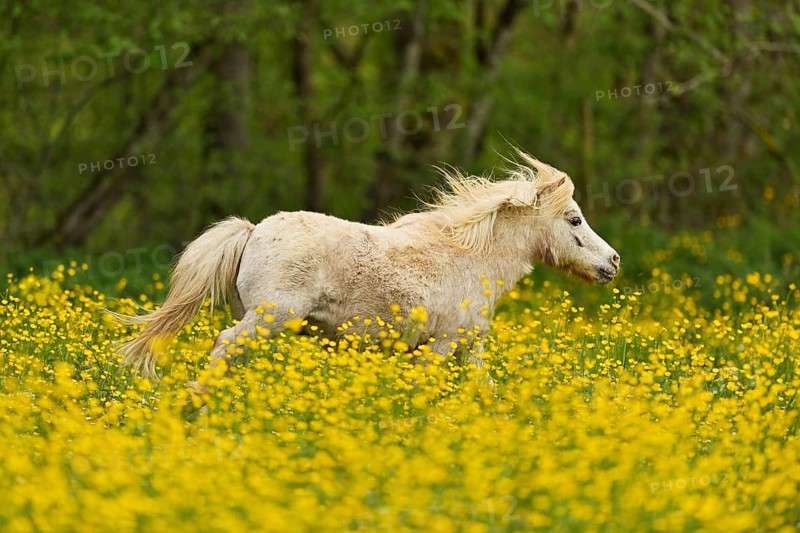 Icelandic horse