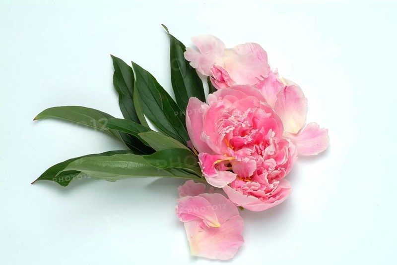 European peony