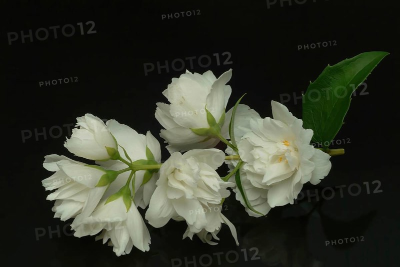 True common jasmine