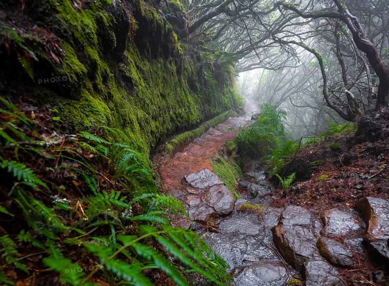 Misty forest on a hiking trail along a levada