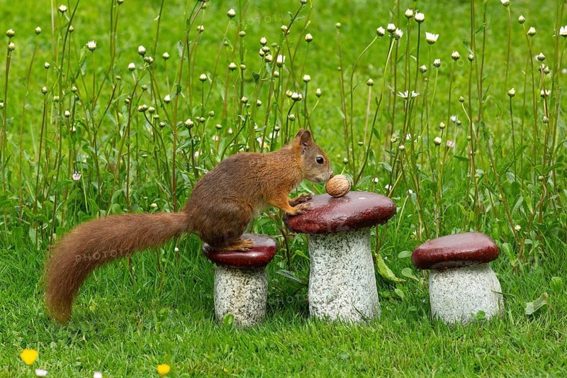 Squirrel sitting on granite mushroom with nut in green grass and white flowers