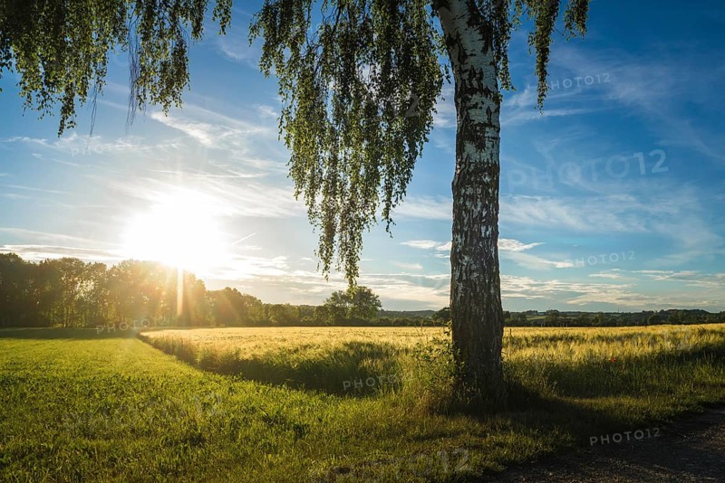 Little growth field and birch at sunset in golden hour
