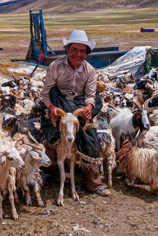 Tibetan shepards shaving sheeps along the road from Tsochen to Lhasa