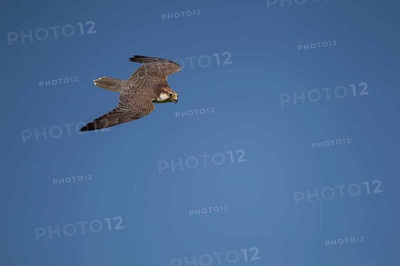 Lanner falcon