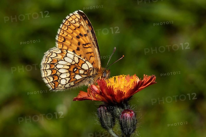 Valerian fritillary