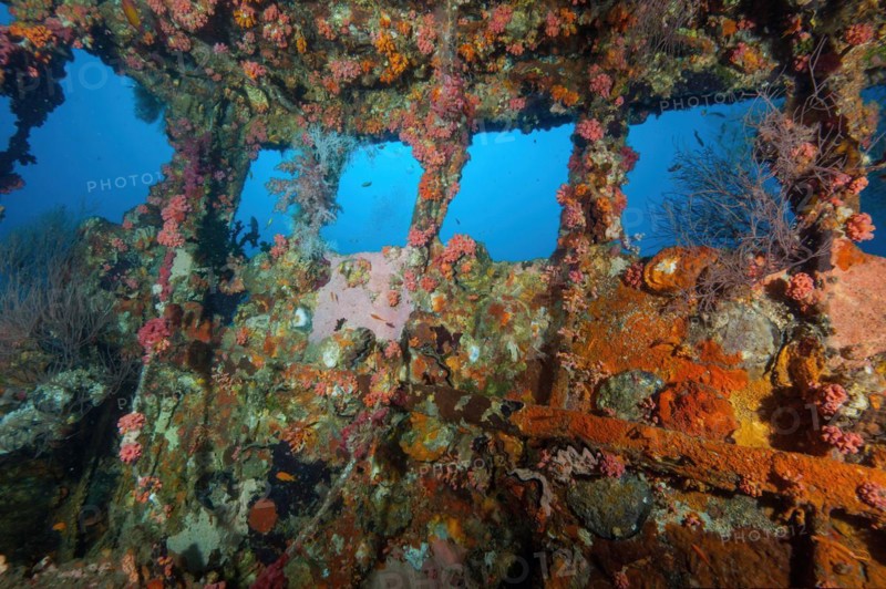 Corals stony coral