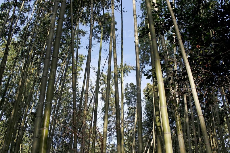 Bamboo trunks in the Arashiyama bamboo forest in Kyoto