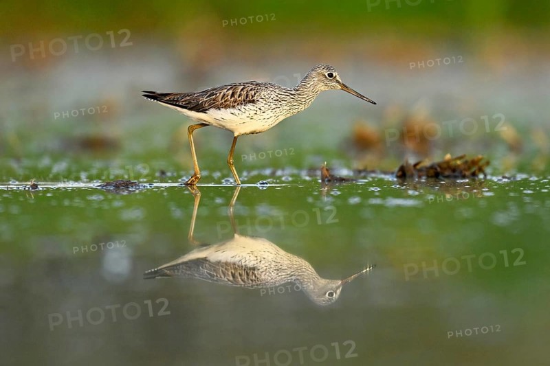 Common greenshank