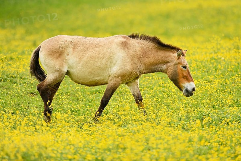 Przewalski's horse