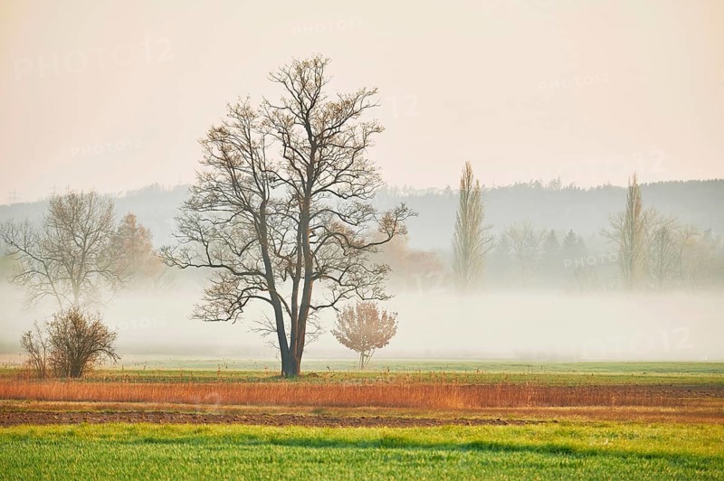 Alder Reussspitz