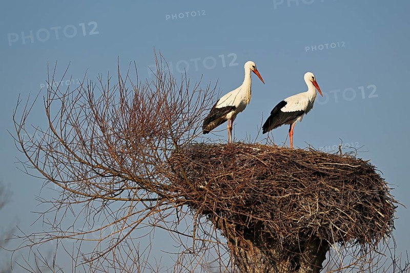 Two white storks