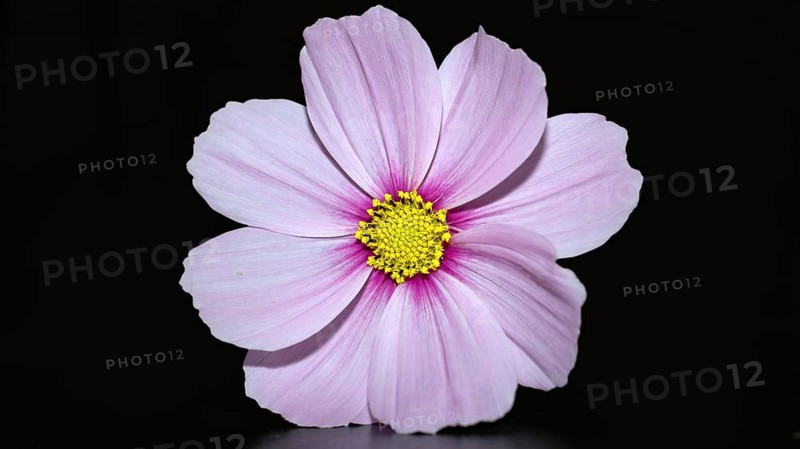 Mexican aster