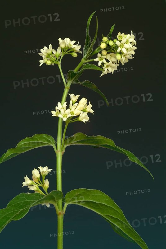Medicinal plant white swallowwort