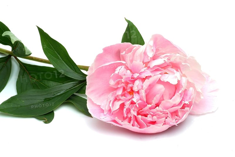 European peony