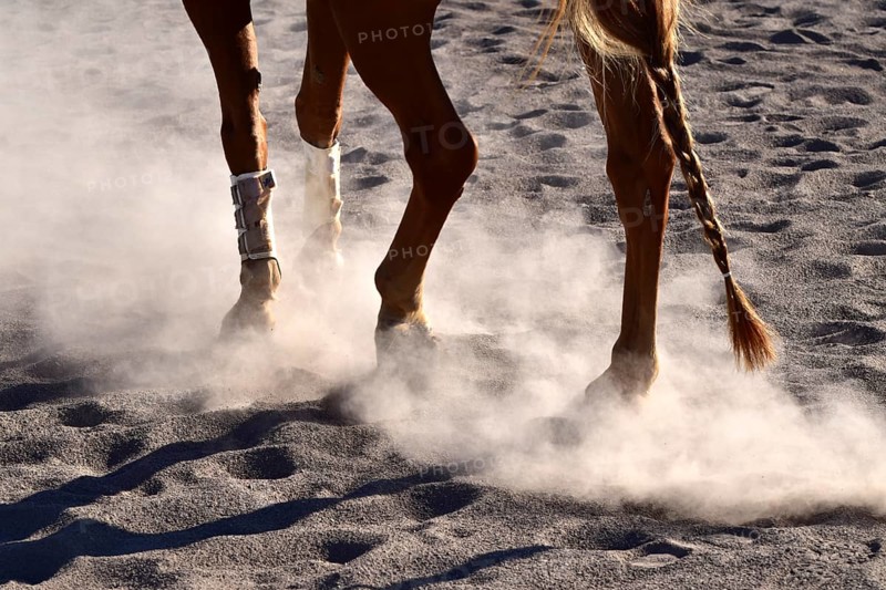 Training of an American Quarter Horse in western riding on a dusty riding arena in midsummer