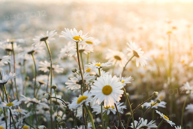 Marguerite daisies on meadow at sunset. Spring flower