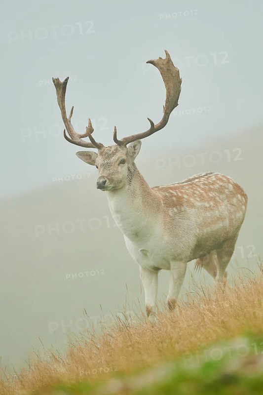 Damhirsch