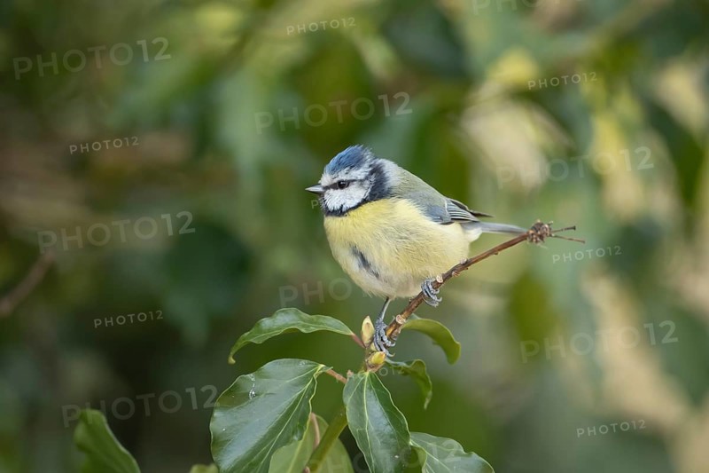 Blue tit