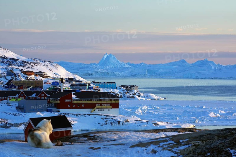 Sledge dog in front of different coloured houses and icebergs in winter landscape