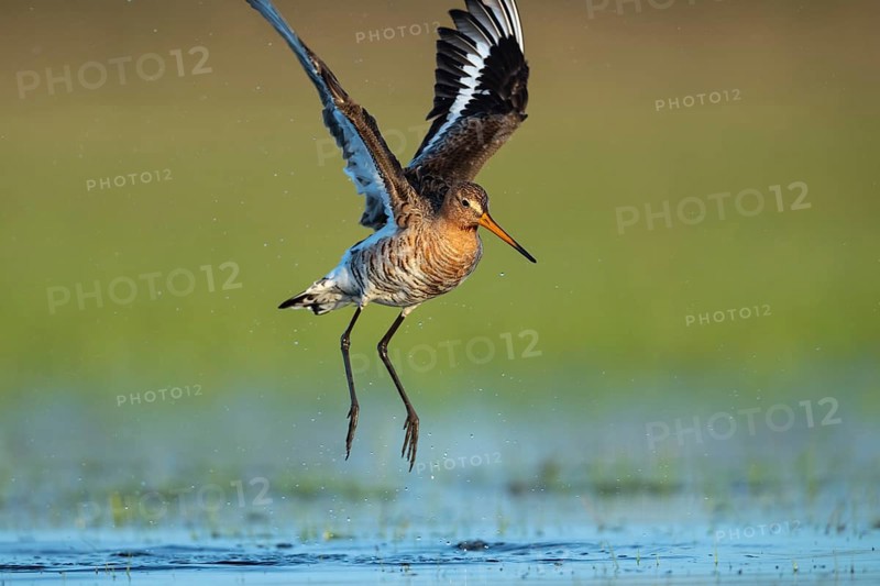 Black-tailed Godwit