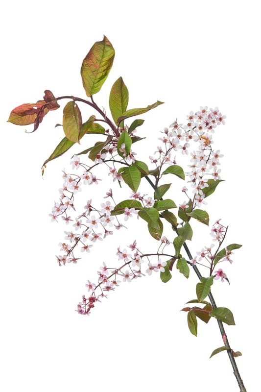 Weeping cherry