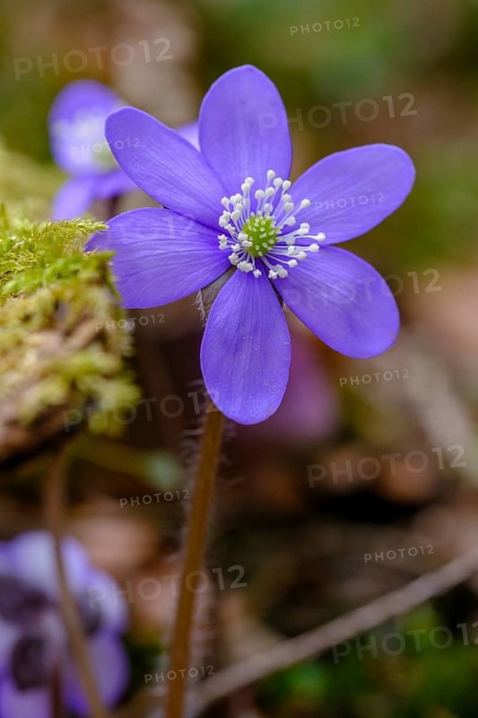 Liverwort