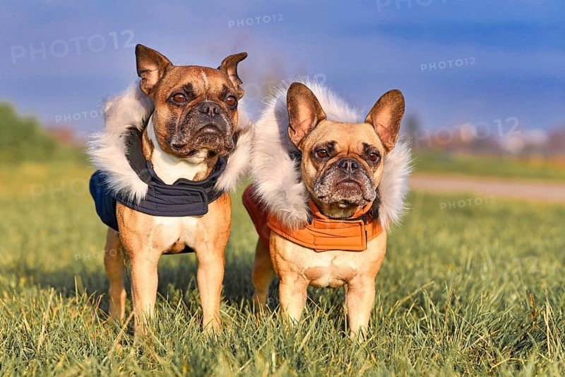 Pair of fawn French Bulldog dogs wearing warm winter clothes with fur collar as protection from cold temperatures