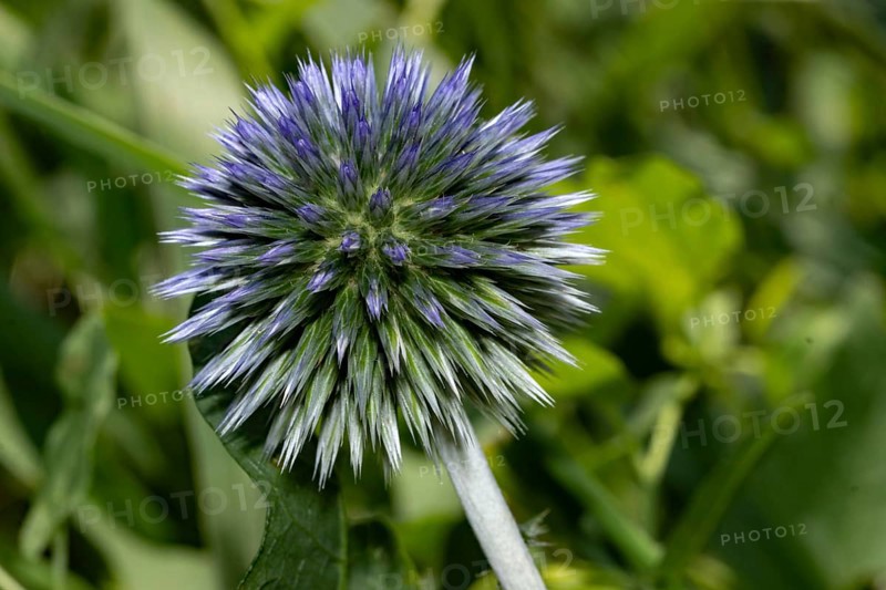 Blue globe thistle blue flower