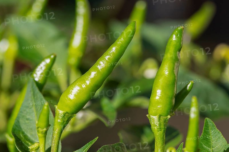 Small green chillies also known as Capsicum annuum