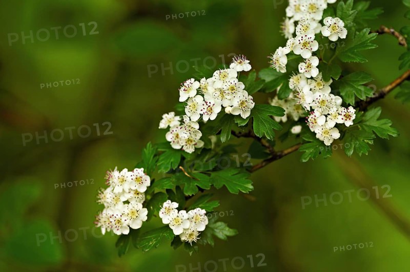 Flower of the common hawthorn