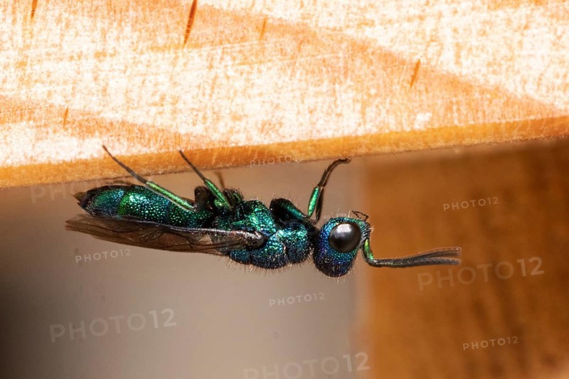 Blue golden wasp sitting on wood from below looking right