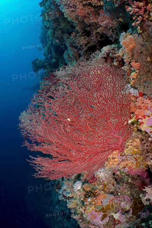 Gorgonian Red Knot Coral