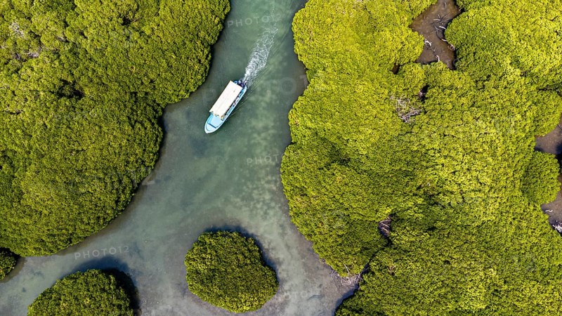 Aerial of the Mangrove forest