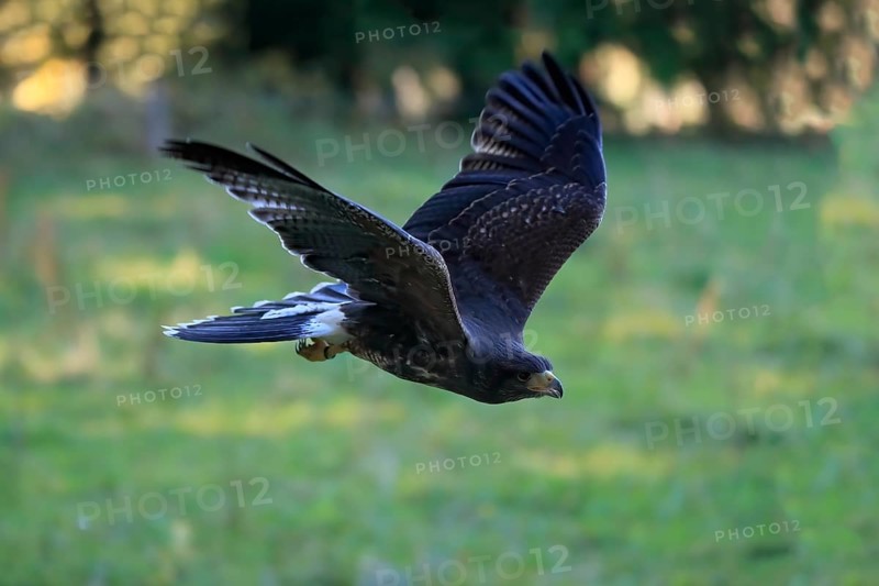 Harris's hawk