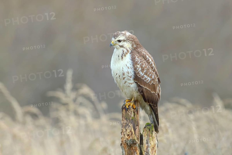 Common steppe buzzard
