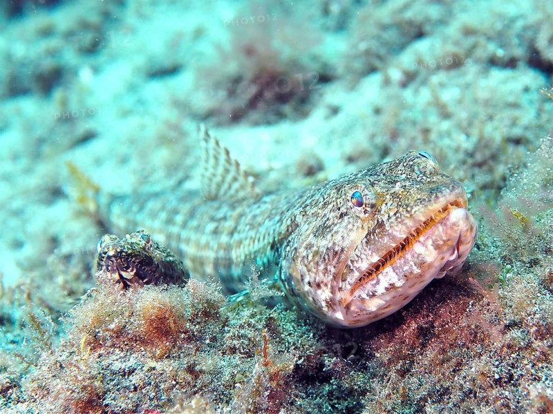 Atlantic lizardfish