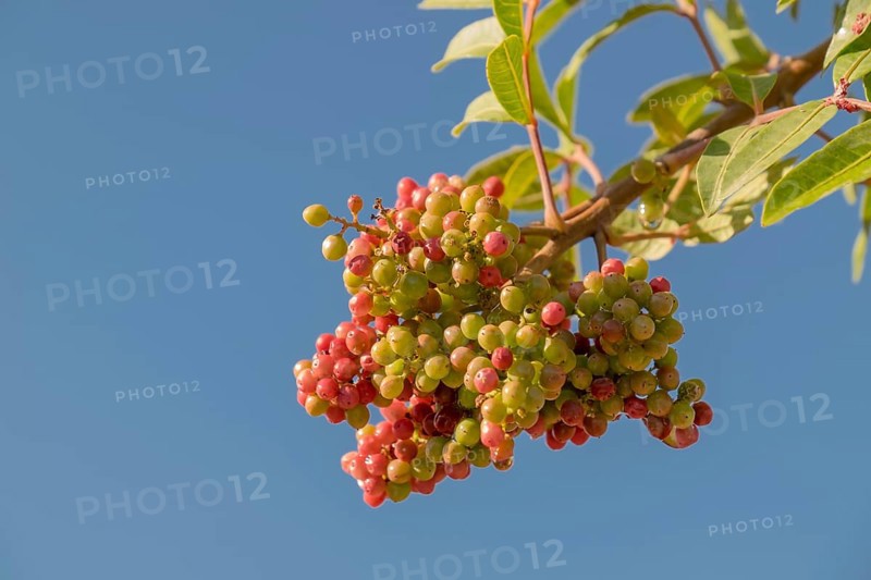 Brazilian brazilian peppertree