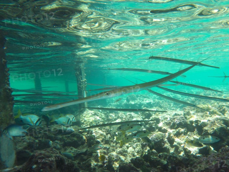 Bluespotted cornetfish